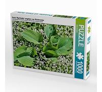 Puzzle · Hosta « Big Daddy » entourée d'aspérule odorante | 1000 pièces · Format assemblé 64 × 48 cm · CALVENDO Puzzle