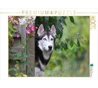 Puzzle · Husky sibérien | Mais où sont-ils tous passés · 1000 pièces · Format assemblé 64 × 48 cm · CALVENDO Puzzle