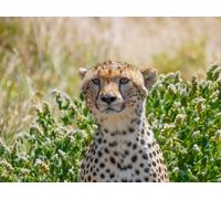 Puzzle Impossible de 1000 pièces, Jeu d'adresse pour Toute la Famille - guépard, Grand, Chat, prédateur 38x52CM