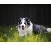 Puzzle Impossible de 2000 pièces, Jeu d'adresse pour Toute la Famille - Cumberland, Berger Allemand, Berger Allemand, Chien 70x100CM