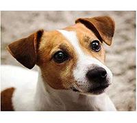 Puzzle Intelligent Jack Russell Terrier Animal 2000 pièces pour Adultes Jouets éducatifs Décorations et Cadeaux Uniques pour la Maison 70x100CM