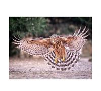 Puzzle · Jeune Faucon dans Toute sa splendeur | Une symétrie parfaite à l'approche · 1000 pièces · Format assemblé 64 × 48 cm · CALVENDO Puzzle
