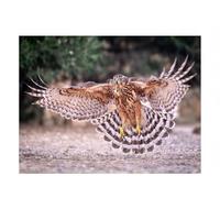 Puzzle · Jeune Faucon dans Toute sa splendeur | Une symétrie parfaite à l'approche · 2000 pièces · Format assemblé 90 × 67 cm · CALVENDO Puzzle