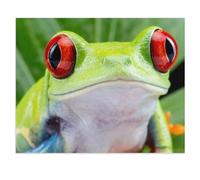 Puzzle Jigsaw 1000 Pièces，Gros Plan : rainette aux Yeux Rouges，Adulte Loisirs Divertissement Jouets Éducatifs pour Enfants Décor De Noël（38x26cm）-W2