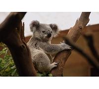 Puzzle Koala Animal World 2000 pièces dans Une boîte en Carton de Haute qualité, pièces dans Un Sac refermable 70 x 100 cm