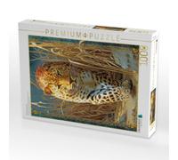 Puzzle · Kraftvolle Tierportraits | Ein schleichender Leopard · 1000 pièces · Format assemblé 64 × 48 cm · CALVENDO Puzzle