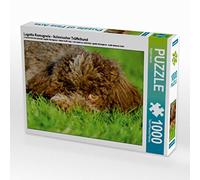 Puzzle · Lagotto Romagnolo - Chien truffier Italien | 1000 pièces · Format assemblé 64 × 48 cm · CALVENDO Puzzle