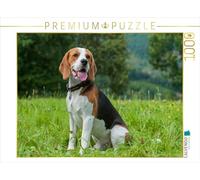 Puzzle · Le Beagle, Un Chien de rêve | 1000 pièces · Format assemblé 64 × 48 cm · CALVENDO Puzzle