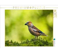Puzzle · Le Joli mâle KERNBEISSER sous Son Plus Beau Jour | Un motif du calendrier OISEAUX SPERLINGS · Les petits chanteurs… · 1000 pièces · Format assemblé 64 × 48 cm · CALVENDO Puzzle