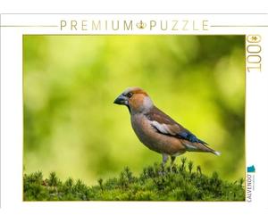 Puzzle · Le Joli mâle KERNBEISSER sous Son Plus Beau Jour | Un motif du calendrier OISEAUX SPERLINGS · Les petits chanteurs… · 1000 pièces · Format assemblé 64 × 48 cm · CALVENDO Puzzle