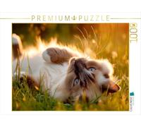 Puzzle · Le sacré Birman - Une Place au Soleil | Bain de soleil à la campagne · 1000 pièces · Format assemblé 64 × 48 cm · CALVENDO Puzzle