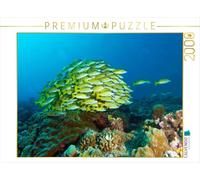 Puzzle · Les bancs de Poissons sont Toujours impressionnants | Un vivaneau à bandes bleues dans le récif de corail · 2000 pièces · Format assemblé 90 × 67 cm · CALVENDO Puzzle