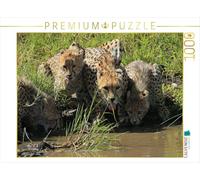 Puzzle · Les guépards - près du point d'eau | 1000 pièces · Format assemblé 64 × 48 cm · CALVENDO Puzzle