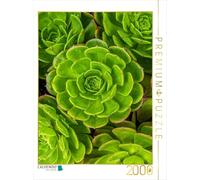 Puzzle · Les Plantes succulentes Aeonium Vues d'en Haut | 2000 pièces · Format assemblé 90 × 67 cm · CALVENDO Puzzle