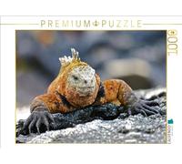 Puzzle · Lézard de mer des Galápagos | 1000 pièces · Format assemblé 64 × 48 cm · CALVENDO Puzzle