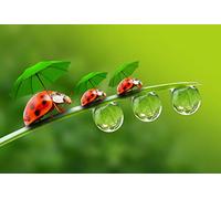 Puzzle LIZELUO 1000 pièces Coccinelle et Gouttes d'eau sur Feuilles Jeu créatif Moderne Cadeau 38x52CM