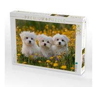Puzzle · Malteser - EIN Trio zum Verlieben | Welpenglück auf der Blumenwiese · 1000 pièces · Format assemblé 64 × 48 cm · CALVENDO Puzzle