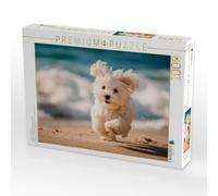 Puzzle · Malteser - Kleiner Wirbelwind am Strand | Strandspaß auf vier Pfoten · 1000 pièces · Format assemblé 64 × 48 cm · CALVENDO Puzzle