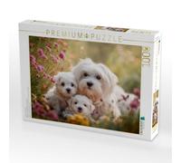 Puzzle · Malteser - Mutterliebe Auf Vier Pfoten | Süße kleine Hundefamilie · 1000 pièces · Format assemblé 64 × 48 cm · CALVENDO Puzzle