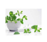 Puzzle · Melissa officinalis, Une Herbe fraîche au Bien-être | Une délicate composition d'herbes aromatiques pour tous les… · 500 pièces · Format assemblé 48 × 36 cm · CALVENDO Puzzle