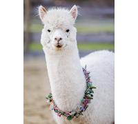 Puzzle Moment - Alpaka - 200 Pièces