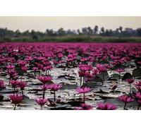 Puzzle Océan de Lotus Rose de 1500 pièces pour Adultes : Idée Cadeau pour renforcer la cohésion d'équipe Entre Amis ou en Couple (14 Ans et Plus)