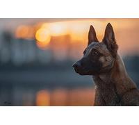 Puzzle One Piece 100 pièces Berger Belge Malinois 45,5 x 35,5 cm