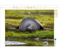 Puzzle · Oursin de mer endormi | Un motif du calendrier Géorgie du Sud · 1000 pièces · Format assemblé 64 × 48 cm · CALVENDO Puzzle