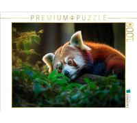 Puzzle · Panda Rouge - se Reposer Un Instant | 1000 pièces · Format assemblé 64 × 48 cm · CALVENDO Puzzle