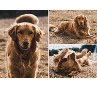 Puzzle Personnalisé avec Votre Photo 1000/500/300/120 Pièces Adultes et Enfants en Bois-Puzzle en personnalisé à partir de Votre Propre Image,Cadeau personnalisé - Cadeau Original