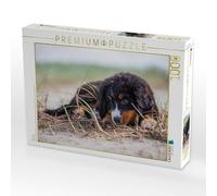 Puzzle · Petit rêveur | Un chiot de race berger bernois est allongé sur la plage, en… · 1000 pièces · Format assemblé 64 × 48 cm · CALVENDO Puzzle