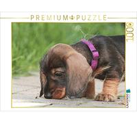 Puzzle · Petite exploratrice - Chiot Teckel à Poil Dur | Que fait cette fourmi volante dans mon jardin · 1000 pièces · Format assemblé 64 × 48 cm · CALVENDO Puzzle