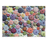 Puzzle - PIATNIK - Sea Urchins - 1000 pièces - Multicolore - Nature morte