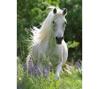 Puzzle Pièces Xxl - White Horse - Puzzle 100 Pièces