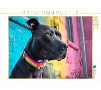 Puzzle · Pit Bull avec Collier coloré | Fière beauté dans la ville · 1000 pièces · Format assemblé 64 × 48 cm · CALVENDO Puzzle