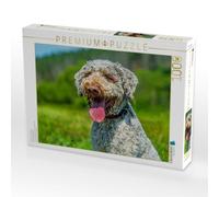 Puzzle · Porträt eines Rüden | Lagotto Romagnolo · 1000 pièces · Format assemblé 64 × 48 cm · CALVENDO Puzzle