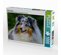 Puzzle · Portrait d'un Sheltie | 1000 pièces · Format assemblé 64 × 48 cm · CALVENDO Puzzle