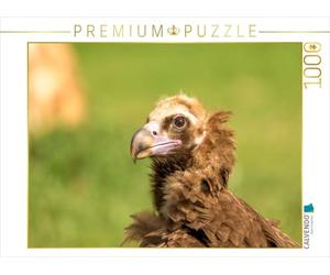 Puzzle · Portrait d'un vautour Moine | Le plus puissant charognard d'Europe · 1000 pièces · Format assemblé 64 × 48 cm · CALVENDO Puzzle