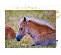 Puzzle · Poulain couché | Poulain Haflinger se reposant après avoir joué · 1000 pièces · Format assemblé 64 × 48 cm · CALVENDO Puzzle