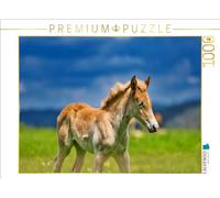 Puzzle · Poulain Haflinger | 1000 pièces · Format assemblé 64 × 48 cm · CALVENDO Puzzle