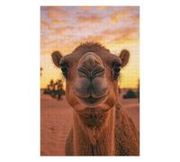 Puzzle pour Adolescents 75x50cm/1000pcs Camel Portrait at Sunset Wildlife Photo Jeu De Puzzle Pratique : Analyse Et Logique, Cadeaux De Noël Et d'anniversaire 75x50cm/1000pcs