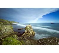 Puzzle pour Adulte 1000 pièces, Beauté Naturelle, Nouvelle-Zélande, Auckland, Plage de Muriwai, Colonie de Fous de Bassan d'Australie 38x26CM