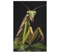 Puzzle pour Adultes 1000 Pièces Mante Religieuse Puzzles en Bois Créatifs-Jeu Pratique -Décoration Familiale （78×53cm）