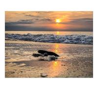 Puzzle pour Adultes De 1000 Pièces, Jouets de Jeu Difficile-Côte,Coucher de Soleil,Vagues,Pierre,Horizon 70x50cm