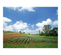 Puzzle pour Adultes de 1000 Pièces, Puzzle Impossible-Champ,Plantation,Été,Culture,Économie,Rangs 70x50cm