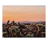 Puzzle pour Adultes De 500 Pièces, Puzzle De Décoration-Cactus,désert,Nature Sauvage 52x38cm