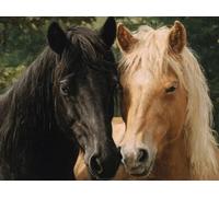 Puzzle pour Adults 6000 Pièces, Cheval Noir Cheval Brun, Bois de YHPGL4-306 | Impossible Difficile Puzzles, Pièces de Puzzle Irrégulières, Complexe éducatif Défi, Divertissement Familial Stimulant