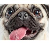 Puzzle pour Adults 6000 Pièces, Le Chien Harpie, Jigsaw Bois de YHPGL4-274 | Impossible Difficile Puzzles, Pièces de Puzzle Irrégulières, Complexe éducatif Défi, Divertissement Familial Stimulant