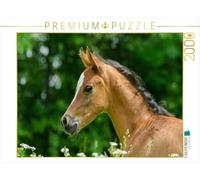 Puzzle · Pure-Sang Arabe - Une Petite Jument fière | 2000 pièces · Format assemblé 90 × 67 cm · CALVENDO Puzzle