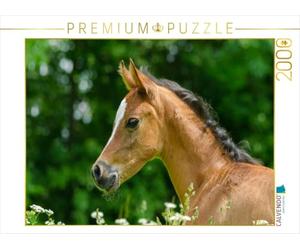 Puzzle · Pure-Sang Arabe - Une Petite Jument fière | 2000 pièces · Format assemblé 90 × 67 cm · CALVENDO Puzzle
